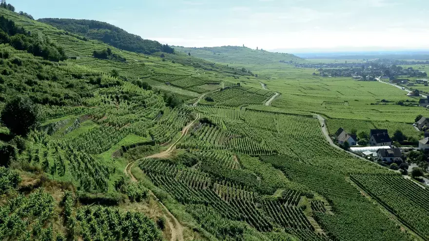 vignobles alsaciens depuis le village de Kaizersberg