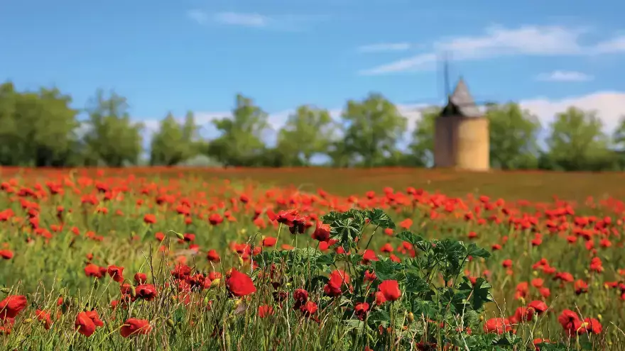 champs de coquelicots