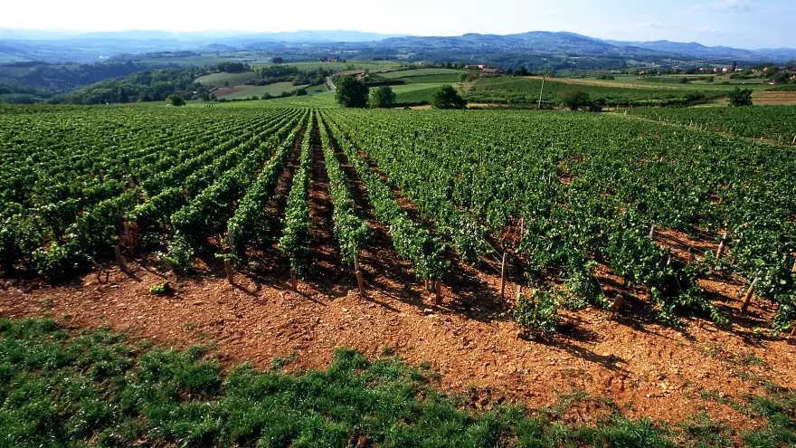 Vignoble du Beaujolais